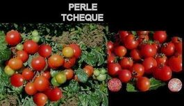 TOMATE DE COLLECTION ! PERLE TCHEQUE 10g