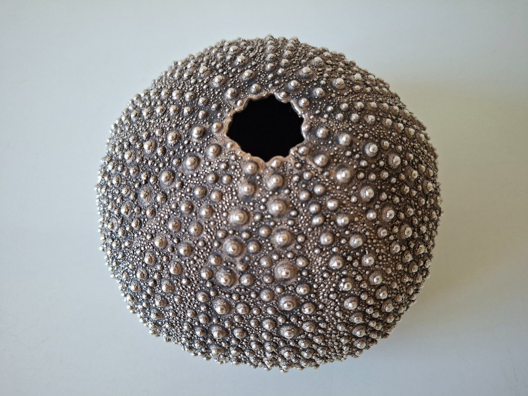 Alle Dekorationen: echtes Seeigel-Skelett  mit Silberüberzug – Gebraucht aus Zürich von Daniel517