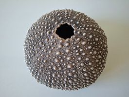 echtes Seeigel-Skelett  mit Silberüberzug