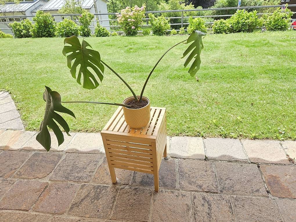 Piante & sementi: Monstera Deliciosa  – Usato da Jona venduto da pau_g7rc