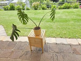 Monstera Deliciosa 