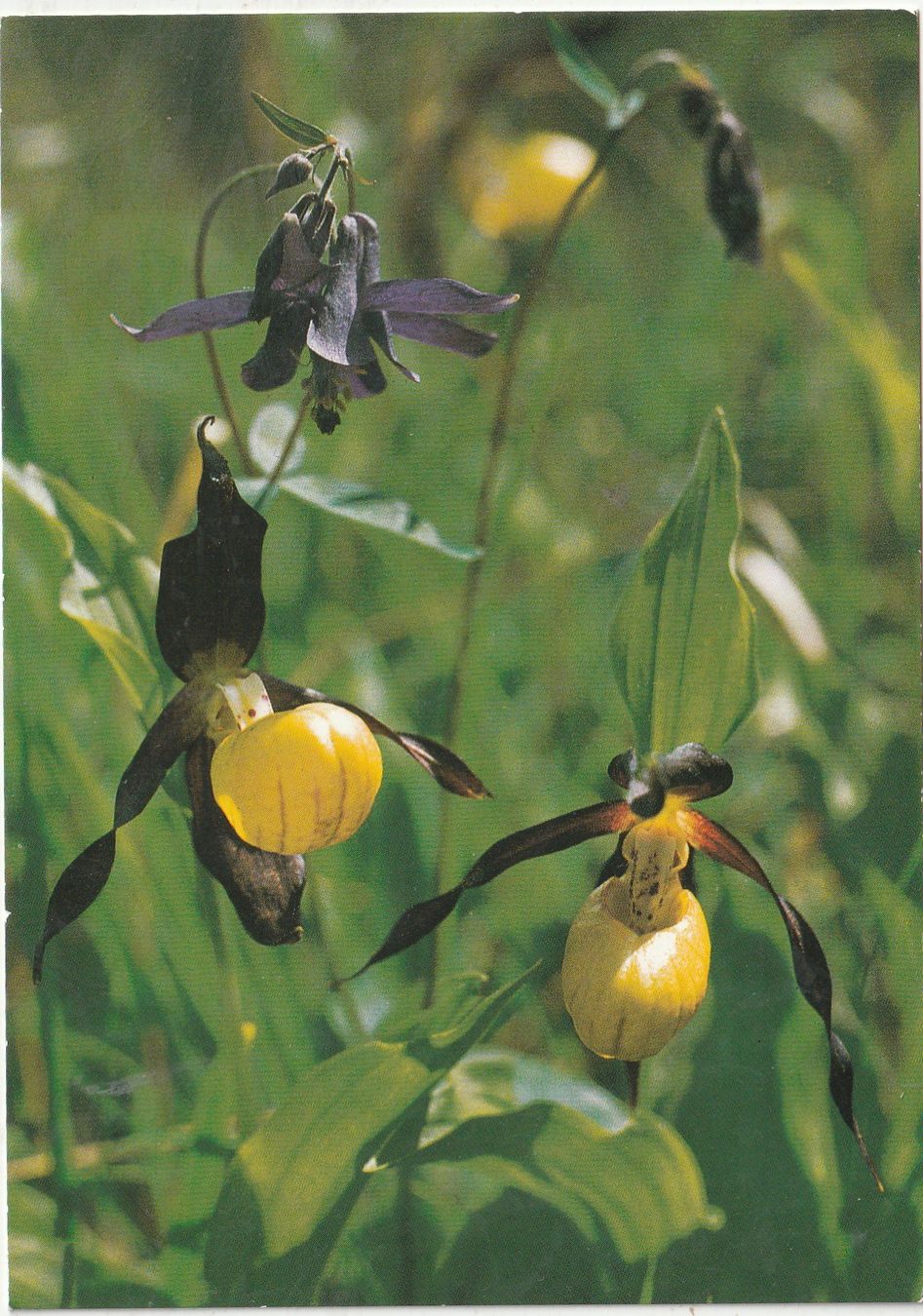Ansichtskarten: Blumenkarte – Gebraucht aus Lumbrein von made02