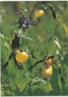 Blumenkarte