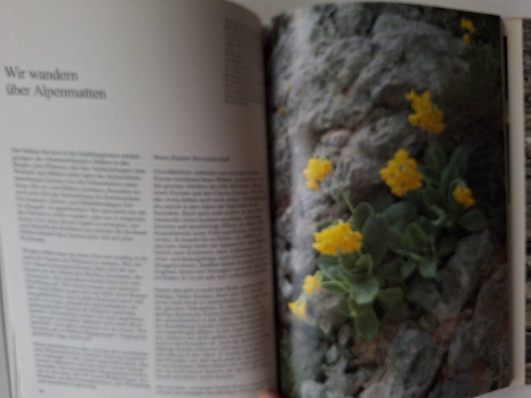 Libri: Blumen der Berge, E.O. Danesch,  Silva Buch – Usato da Zürich venduto da t24_de 5