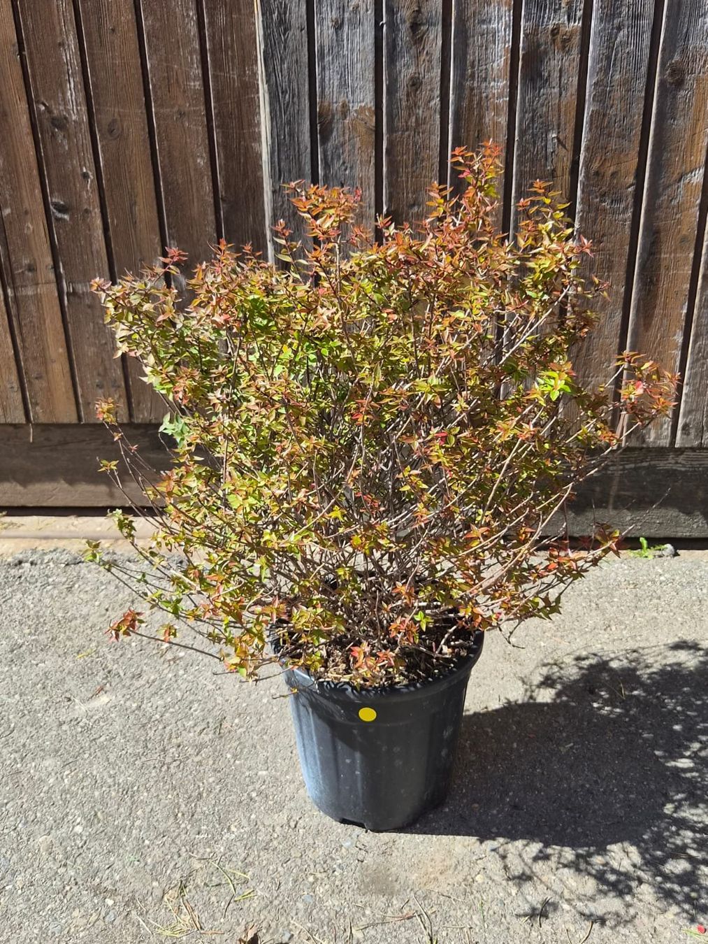 Pflanzen & Samen: wunderschöne Abelia grandiflora 'Compacta' Pflanze – Gebraucht aus Forch von WeberC