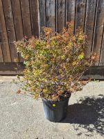 wunderschöne Abelia grandiflora 'Compacta' Pflanze