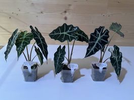 Alocasia Amazonica Polly Pink Variegata