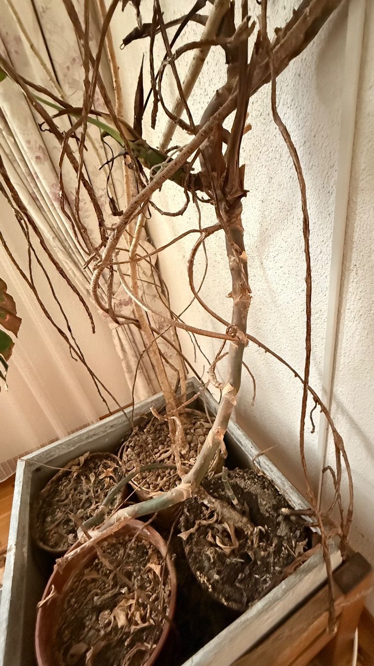 Piante & sementi: Monstera Zimmerpflanze gebraucht – Usato da Wallisellen venduto da lions009 3