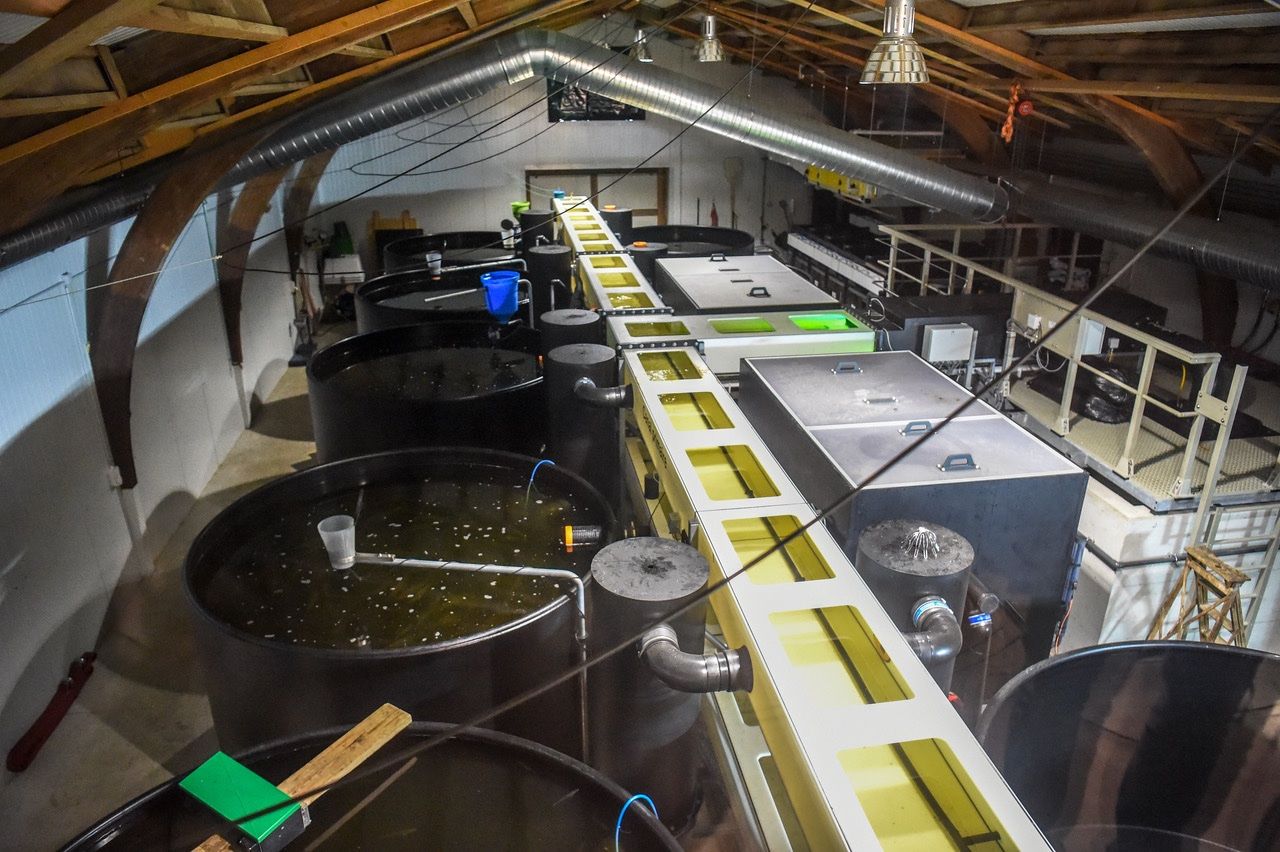 CD: Aquaculture Installation piscicole RAS – Usato da Valangin venduto da Saga2078 5