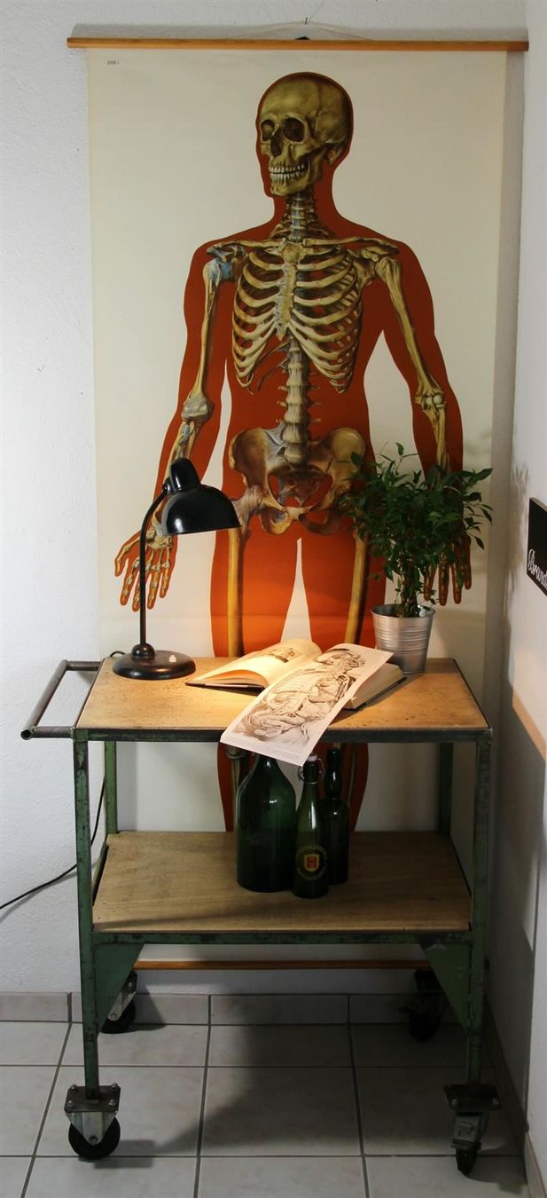 Poster & Bilder: Schulwandbild "Skelett" 185  cm x 85 cm – Gebraucht aus Birrwil von brandschatz_birrwil 3