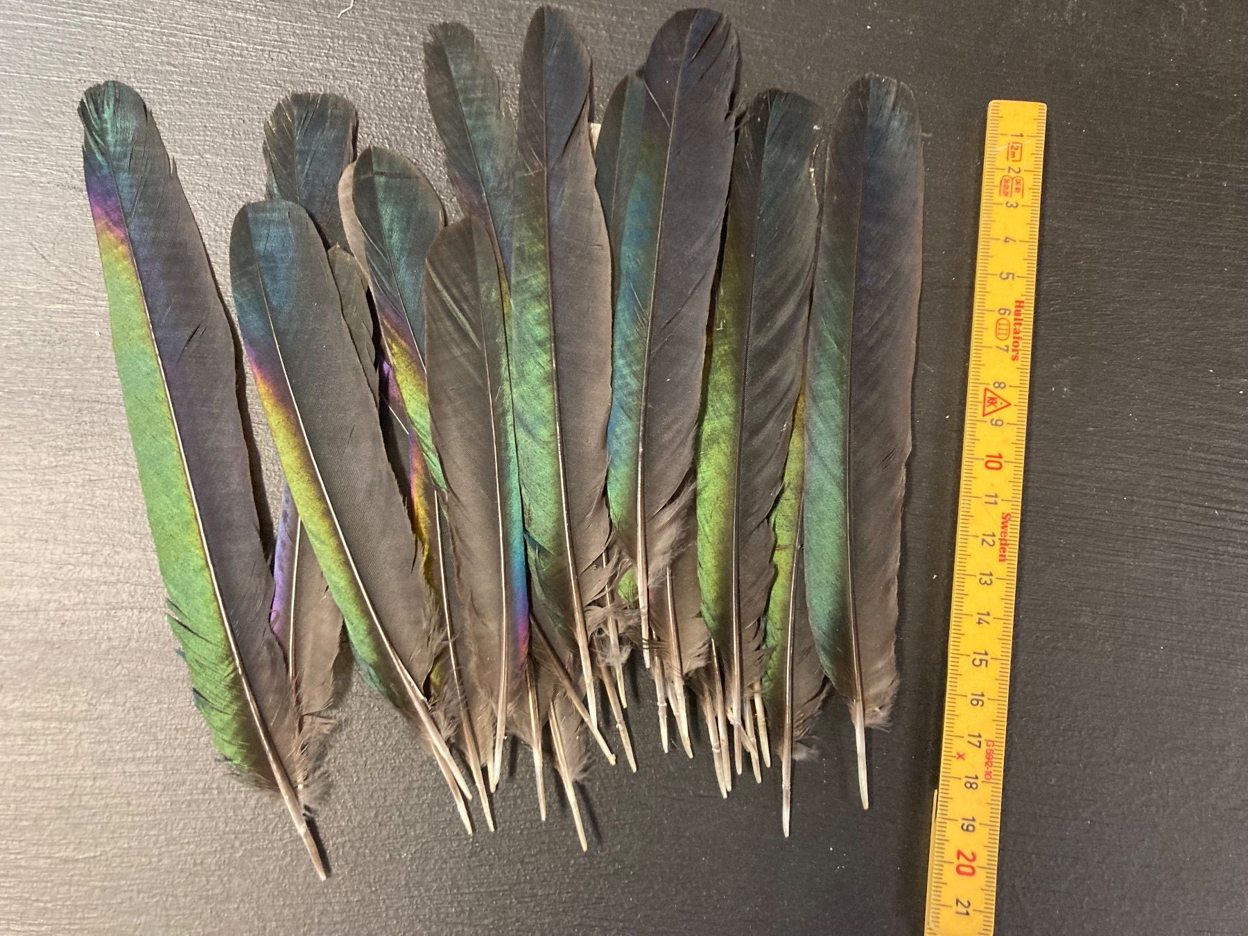 Welt der Tiere: Elster Federn 25 Stück – Gebraucht aus Grosswangen von arum01