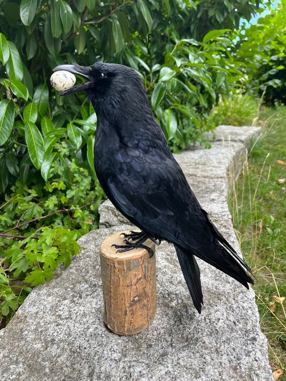 PTC Kaltgussharz Statue – Schwarzer Rabe Auf Baumstumpf, 15,2 Cm, Handbemalt, Mystische Deko