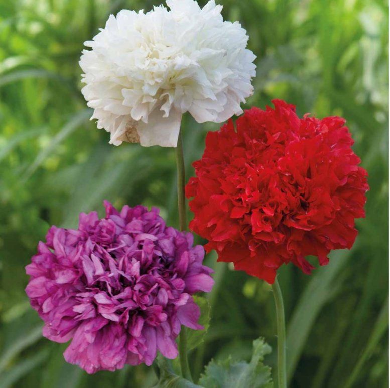 Piante & sementi: Pfingstrosenmohn, Päonienmohn   20 Samen – Nuovo (secondo la descrizione) da Hinteregg venduto da ERFOLG78 2