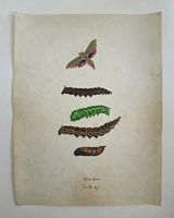Schmetterling Buch lose Orig. Aquarell/Gouache 19.h  32x24cm