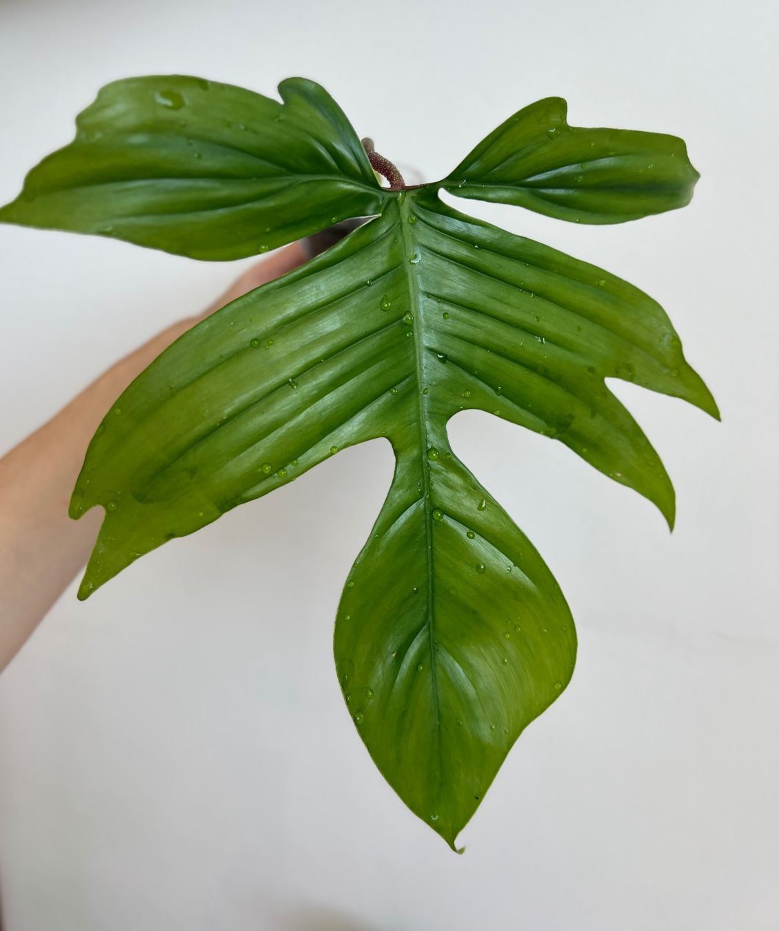 Plantes & graines: Philodendron Florida🤩 – D'occasion à Glattpark(Opfikon) par ste_n99y 4
