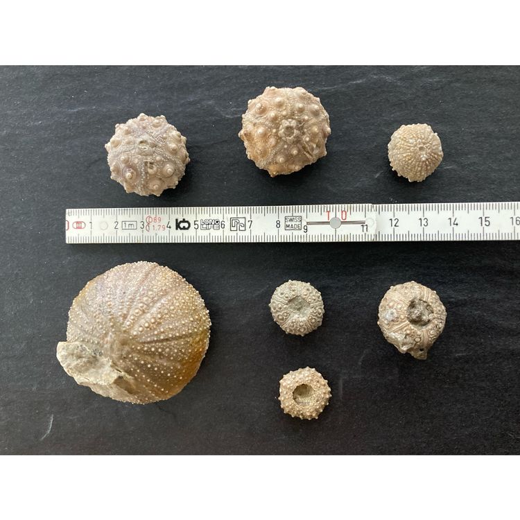 6 Stück Realistische Seeigel Modelle Von ERINGOGO - Dekorative Meeres-Deko