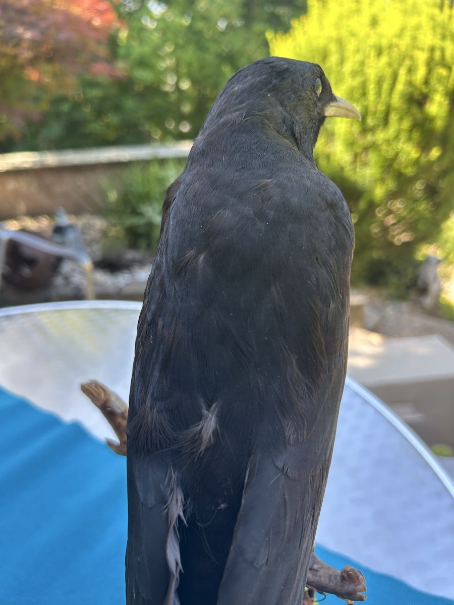 Il mondo degli animali: Präparat Alpendole -Bergdole – Usato da Langnau am Albis venduto da Nechi 3