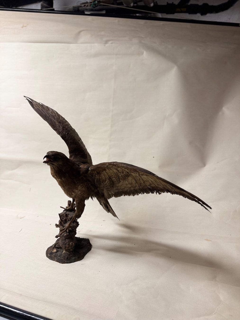 Il mondo degli animali: Vogelpräparat BUSSARD – Usato da Bern venduto da felberunderground 3