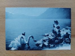 AK Kinder am See, Schwäne
