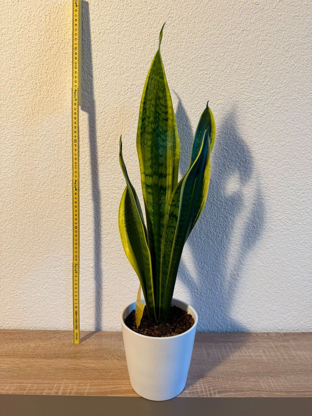 Pflanzen & Samen: Sansevieria – Neu (gemäss Beschreibung) aus Biel/Bienne von Zookeeper