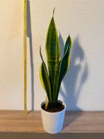 Sansevieria