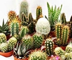 15 SAMEN MIX KAKTUS CACTUS GRAINES  SEMI SEEDS