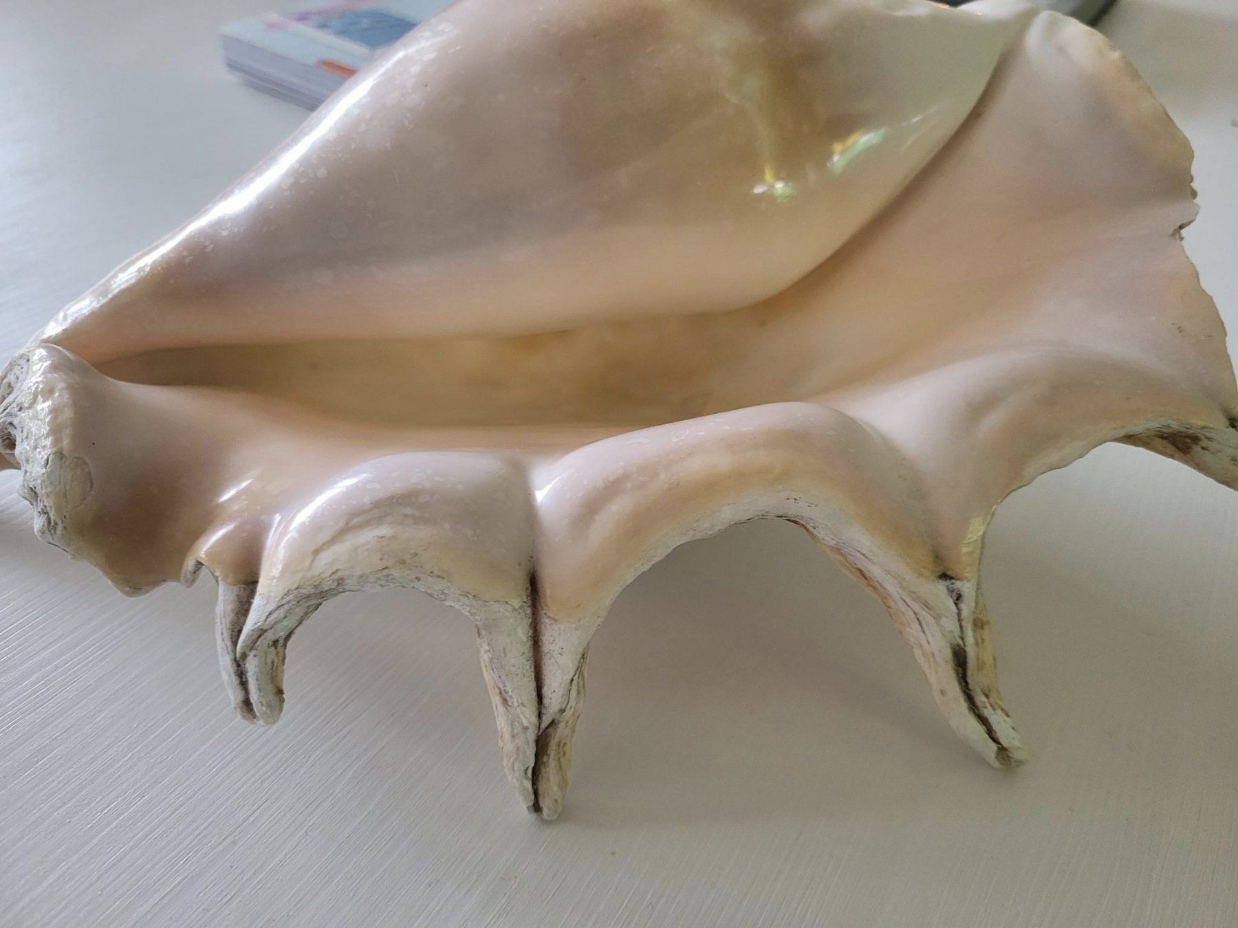 Fossili: Grosse Muschel | Sea Shell Large | Conch – Usato da Zürich venduto da HelloSunshine8048 1