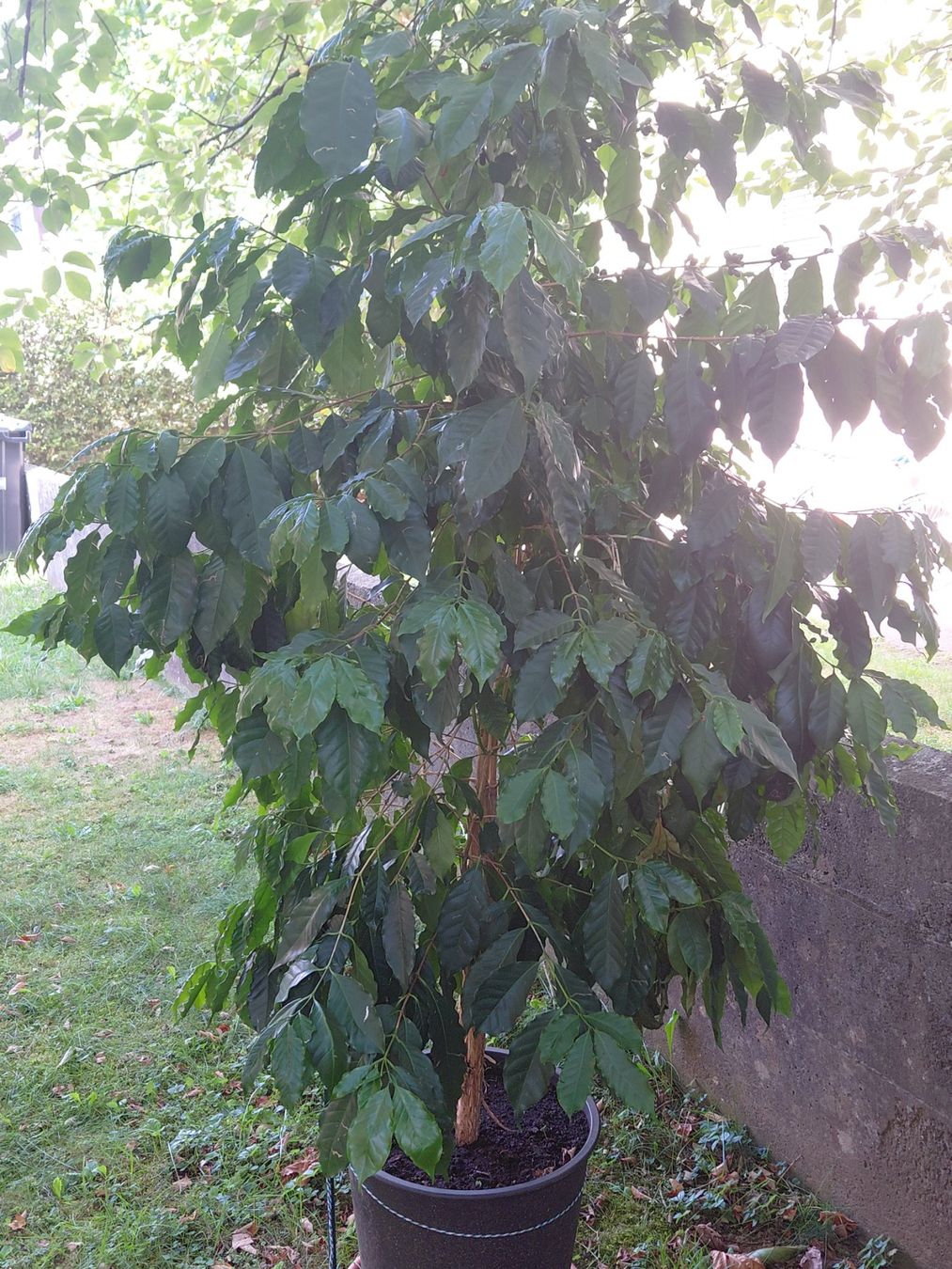 Piante & sementi: GROßER KAFFEEBAUM 210 cm MIT BOHNEN – Nuovo (secondo la descrizione) da Bern venduto da wau68