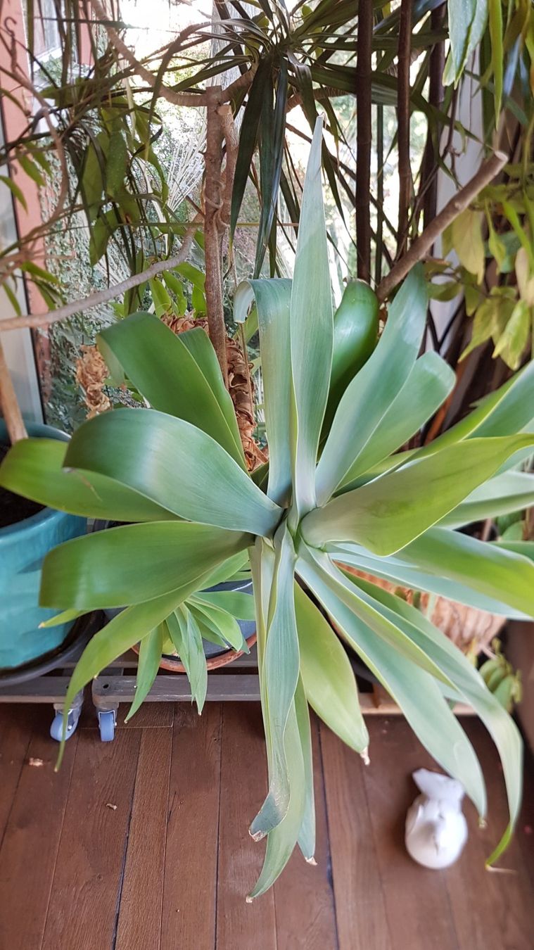 strelizie als zimmerpflanze Strelitzia nicolai :27 H:140 cm - Pflanzen sicher zu dir nach Hause