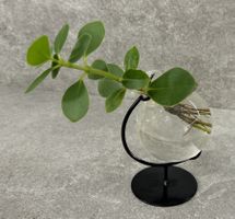 Grünpflanze im Wasserglas ...