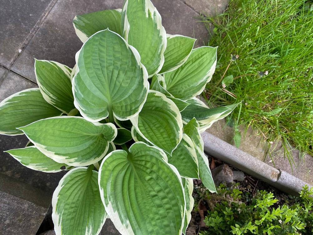 Gartenpflanze Kaufen auf Ricardo