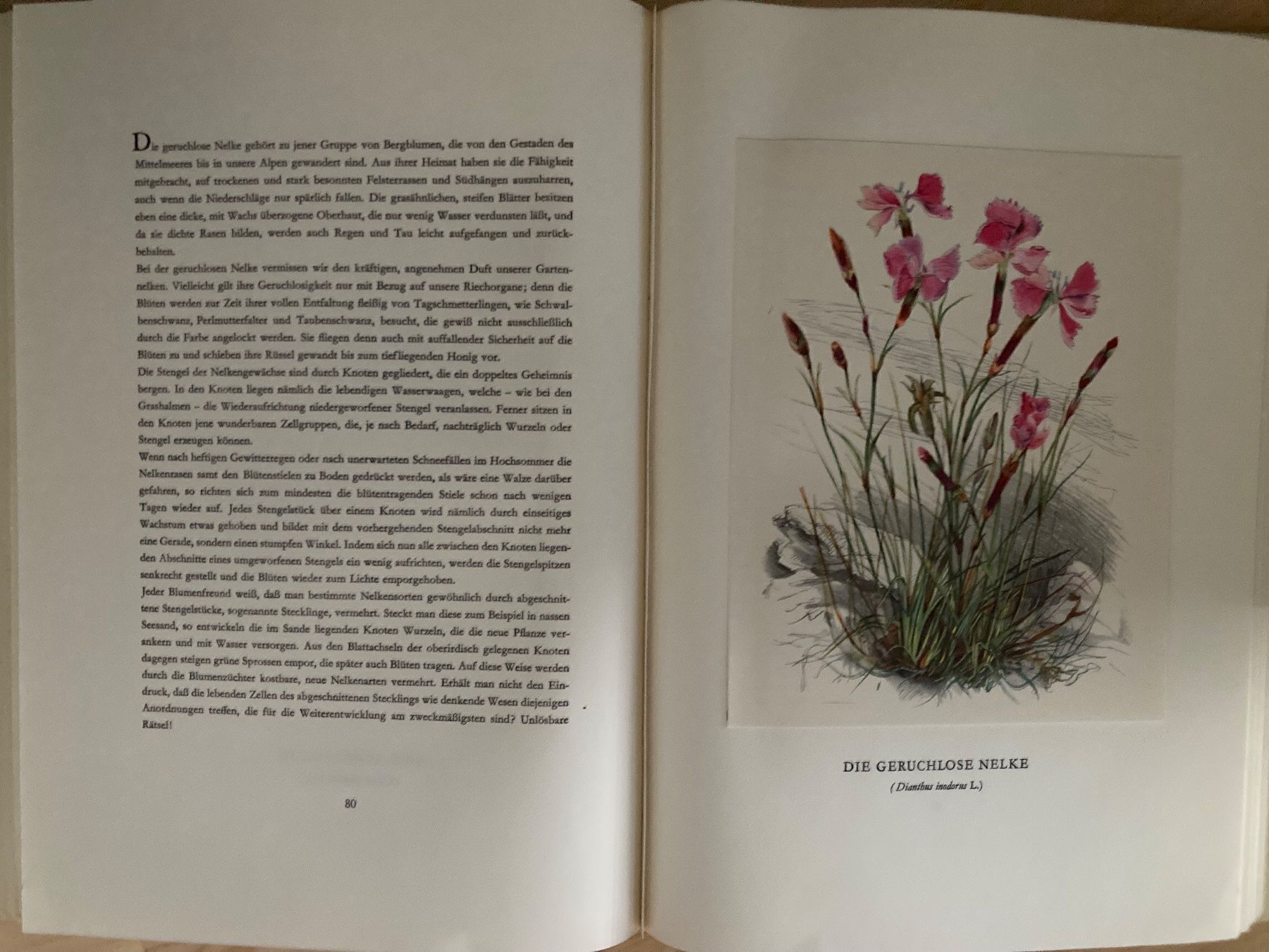 Libri: Blumenbücher, Orchideen, Gartenblumen, Bergblumen – Usato da Oberlunkhofen venduto da Martab 6