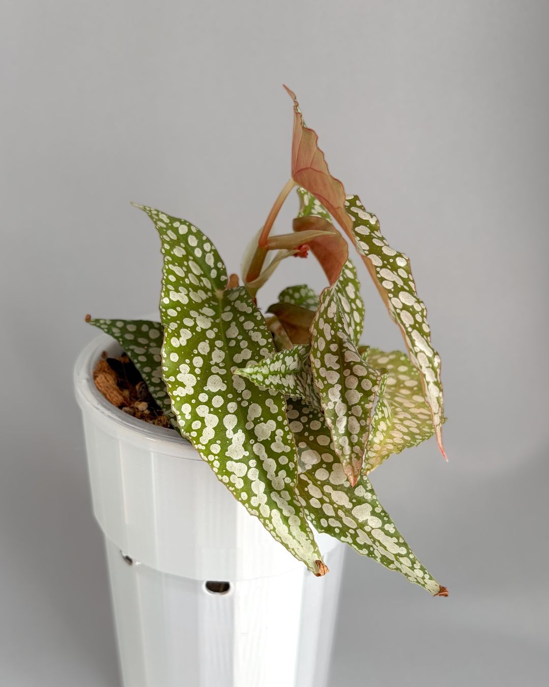 Plantes & graines: Begonia Maculata Double Dot – Neuf (Voir description) à Seuzach par ani_ma 2