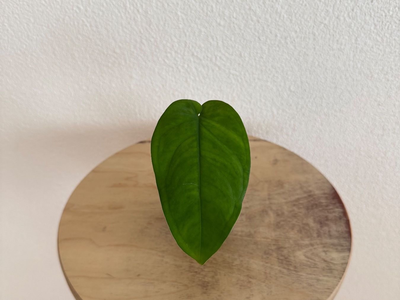 Piante & sementi: Syngonium Chiapense Ableger vergrünt – Usato da Goldau venduto da pflanzly