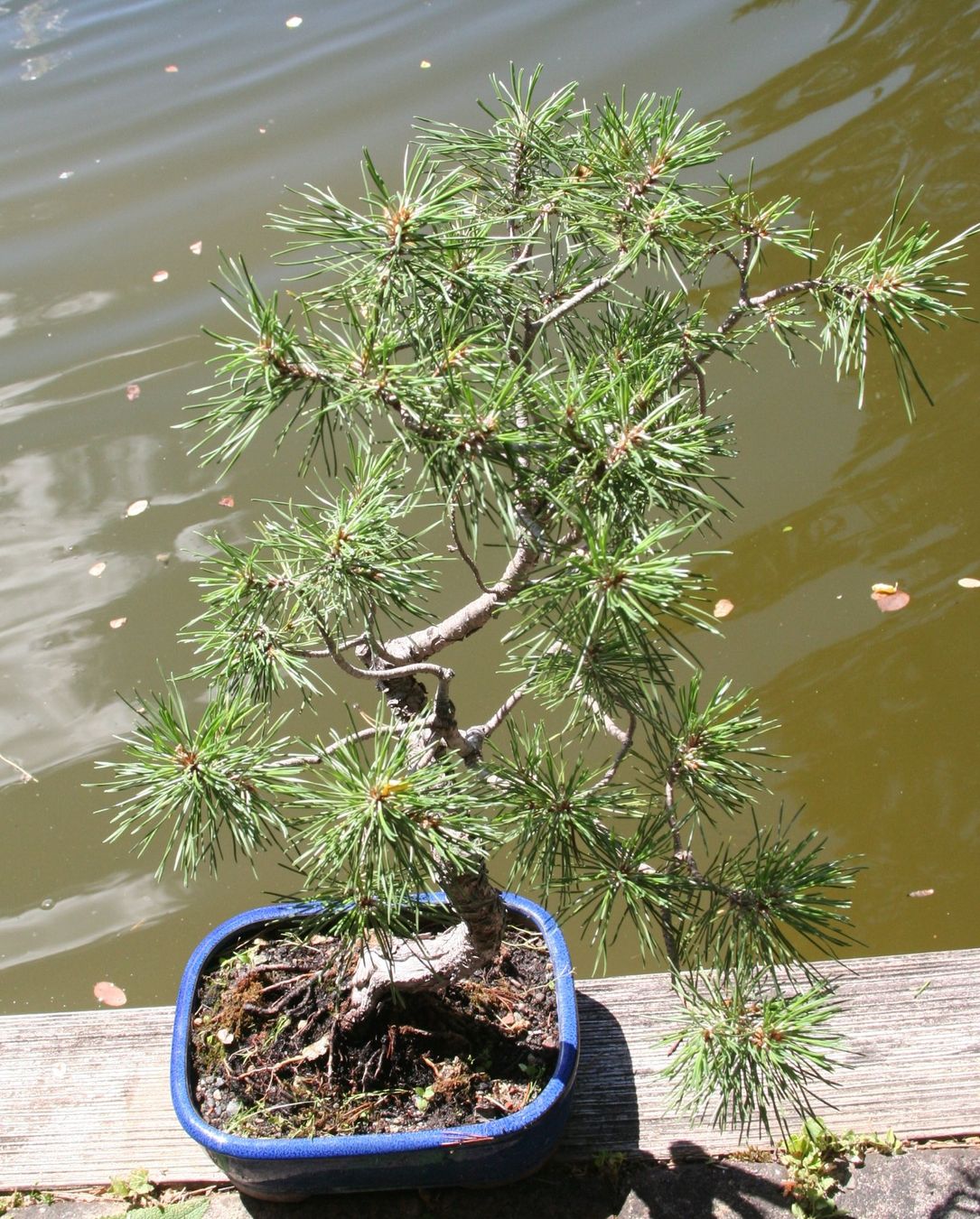 Piante & sementi: BONSAI  -  Bergkiefer – Usato da Gretzenbach venduto da Sikim 1