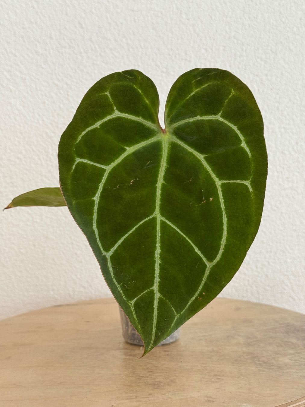 Piante & sementi: Anthurium Hybrid NoID – Usato da Goldau venduto da pflanzly