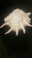 Grosse Muschel Spinnenschnecke Lambis chiragra 26cm Deko