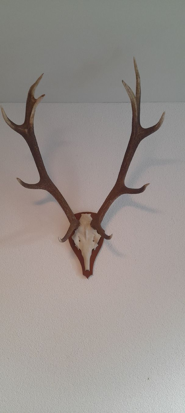 Il mondo degli animali: Hirschgeweih, 10-Ender, ca. 80cm – Usato da Zürich venduto da lukilion 1