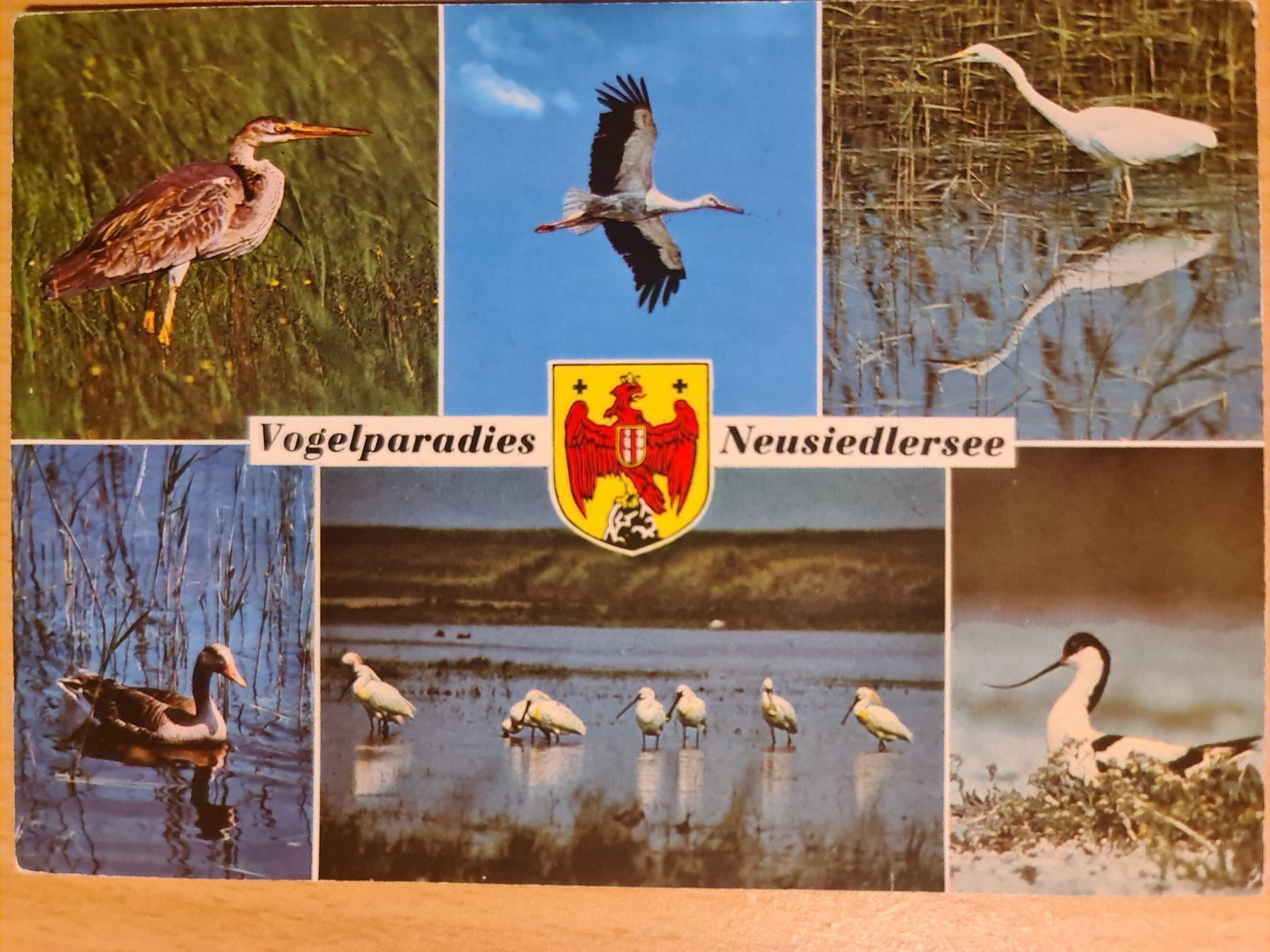 Cartoline postali: Ansichtskarte Neusiedlersee Vogelparadies – Usato da Dintikon venduto da Vexi