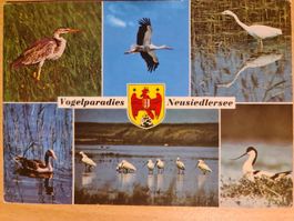Ansichtskarte Neusiedlersee Vogelparadies