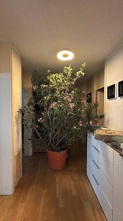 Piante & sementi: Sehr schöner Oleander ca. 240cm hoch – Usato da Bern venduto da ani_gg7c 3