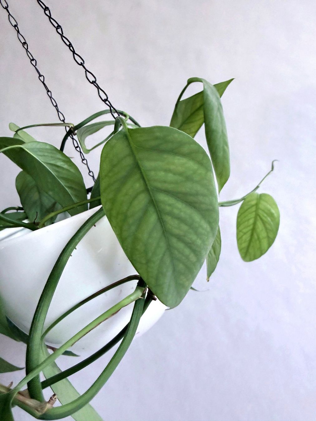 Piante & sementi: Epipremnum pinnatum Cebu Blue***** – Nuovo (secondo la descrizione) da Dübendorf venduto da Orchid18 2