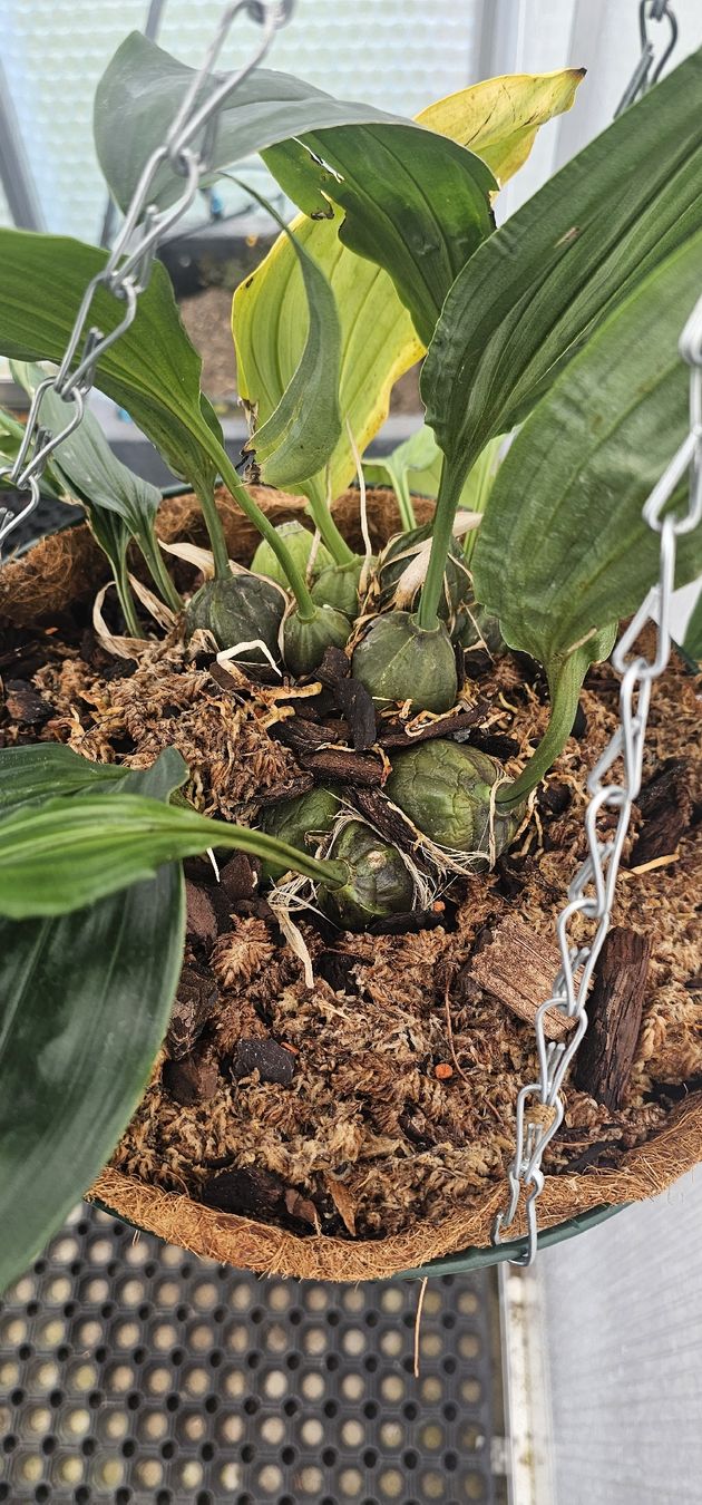 Piante & sementi: Orchidee Stanhopea oculata – Usato da Jona venduto da Smurnaya 4