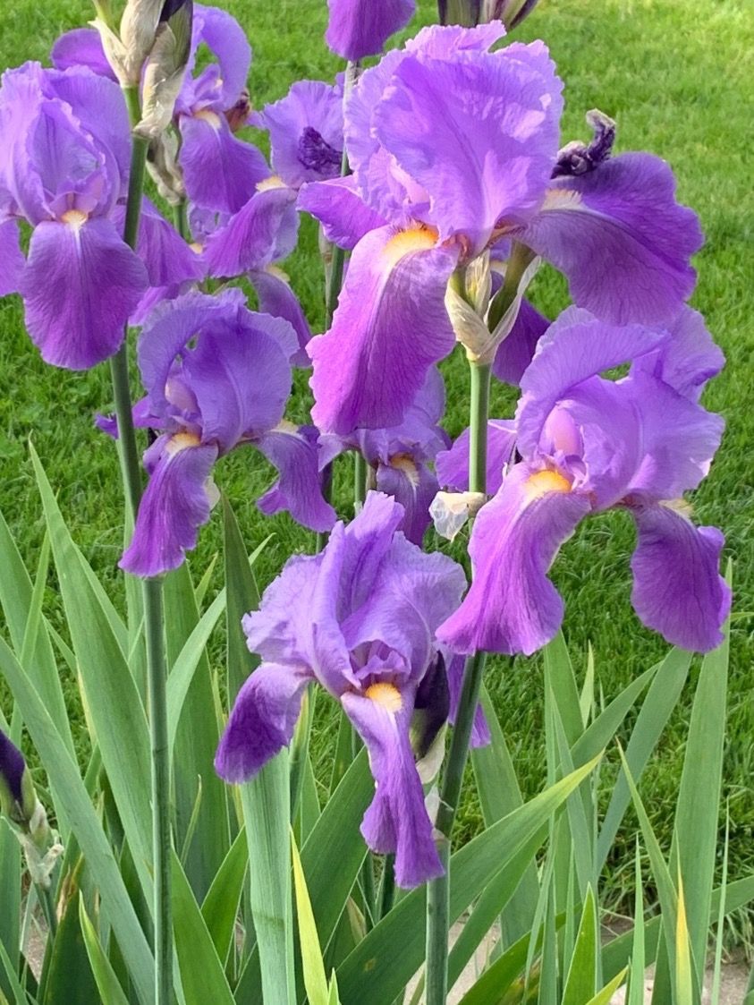 Pflanzen & Samen: 3 Bart-Iris Schwertlilien winterharte Gartenpflanze Versand – Neu (gemäss Beschreibung) aus Auenstein von mar_8mxd 5