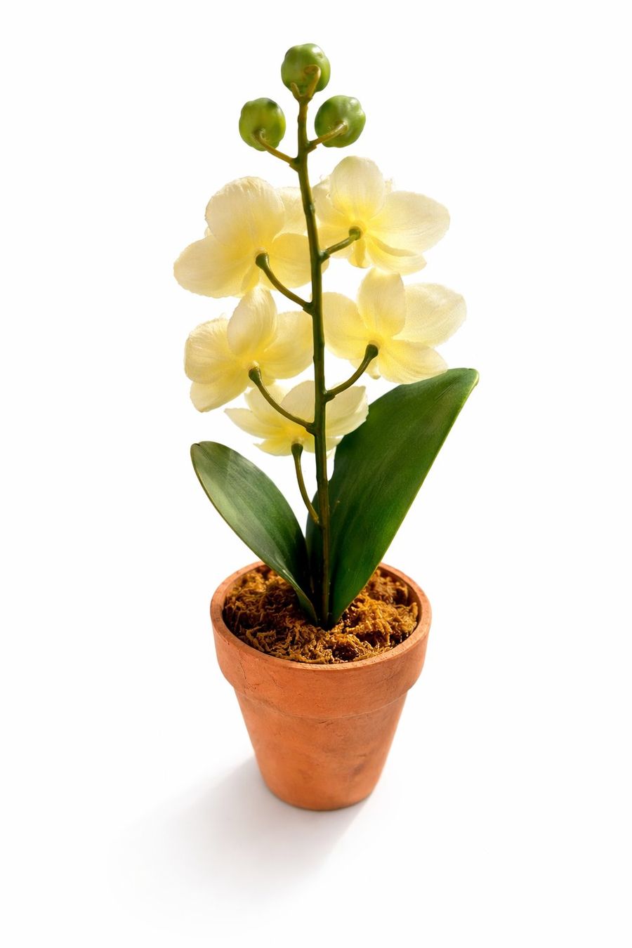 Pflanzen & Samen: Deko Orchidee im Topf – Neu (gemäss Beschreibung) aus Fully von VaneaSelection 2