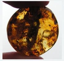 ♥ Baltischer Bernstein BROSCHE / GESCHNITZT / 24 MM ♥