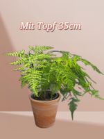 Zimmerpflanze Zierspargel im Topf