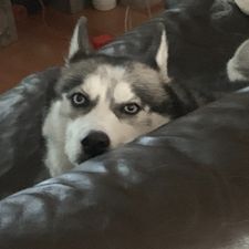 Profile image of HuskyKojote