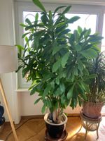 Grosse Zimmerpflanze Euphorbia im Topf