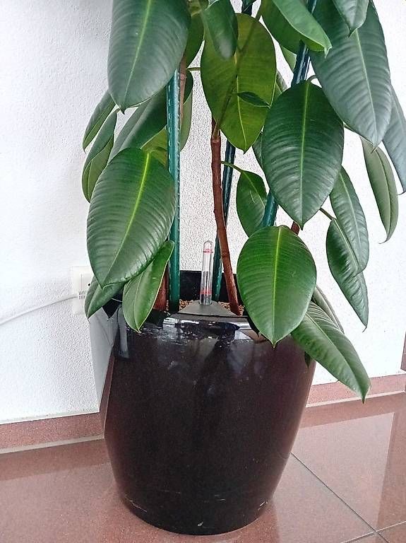 monstera panaschiert Monstera Variegata main image 0